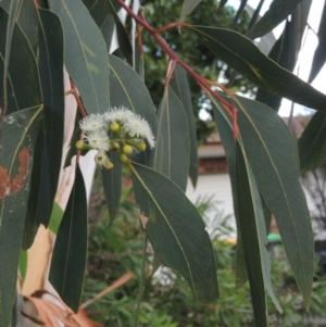 Eucalyptus racemosa at Conder, ACT - 13 Jan 2022 05:49 PM