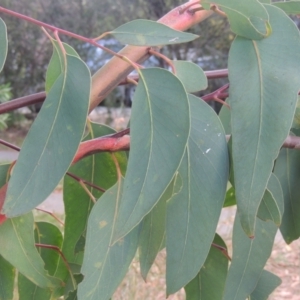 Eucalyptus racemosa at Conder, ACT - 13 Jan 2022 05:49 PM