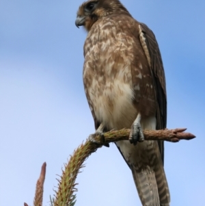 Falco berigora at Coree, ACT - 25 Apr 2022 04:36 PM