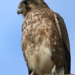 Falco berigora at Coree, ACT - 25 Apr 2022 04:36 PM