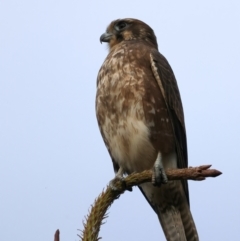 Falco berigora at Coree, ACT - 25 Apr 2022 04:36 PM