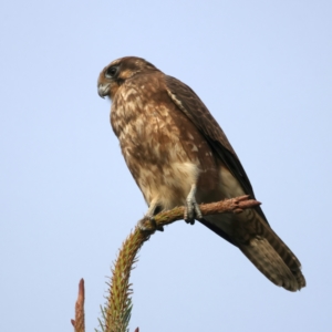 Falco berigora at Coree, ACT - 25 Apr 2022 04:36 PM