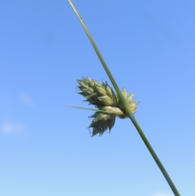 Carex inversa (Knob Sedge) at Paddys River, ACT - 23 Jan 2022 by MichaelBedingfield