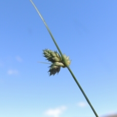 Carex inversa at Paddys River, ACT - 23 Jan 2022 04:55 PM