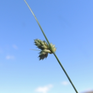 Carex inversa at Paddys River, ACT - 23 Jan 2022 04:55 PM