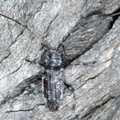 Disterna canosa (A longhorn beetle) at Paddys River, ACT - 25 Apr 2022 by jb2602