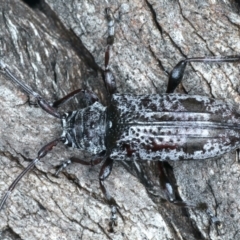 Disterna canosa at Paddys River, ACT - 25 Apr 2022