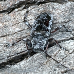 Disterna canosa at Paddys River, ACT - 25 Apr 2022