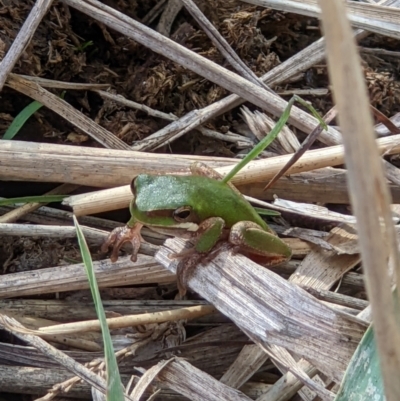Litoria fallax (Eastern Dwarf Tree Frog) at Baranduda, VIC - 3 May 2022 by ChrisAllen