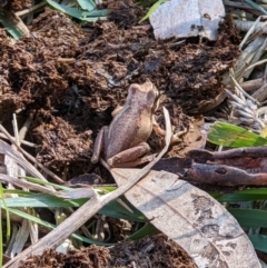 Litoria sp. (genus) (A tree frog) at Baranduda, VIC - 3 May 2022 by ChrisAllen