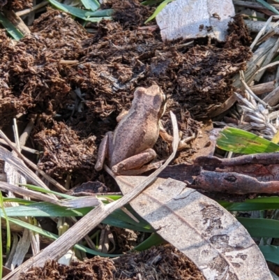 Litoria sp. (genus) (A tree frog) at Baranduda, VIC - 3 May 2022 by ChrisAllen