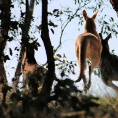Macropus giganteus (Eastern Grey Kangaroo) at Wodonga, VIC - 4 May 2022 by KylieWaldon