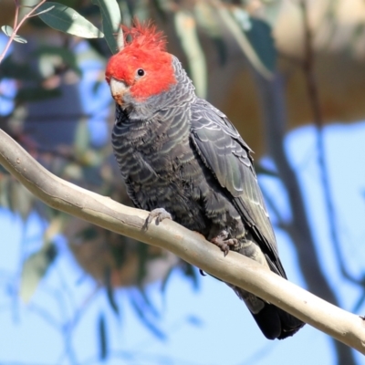 Callocephalon fimbriatum (Gang-gang Cockatoo) at Wodonga, VIC - 4 May 2022 by KylieWaldon