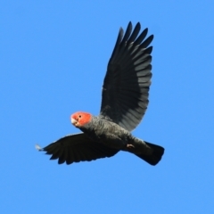 Callocephalon fimbriatum (Gang-gang Cockatoo) at Wodonga, VIC - 5 May 2022 by KylieWaldon