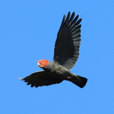 Callocephalon fimbriatum (Gang-gang Cockatoo) at Wodonga, VIC - 5 May 2022 by KylieWaldon