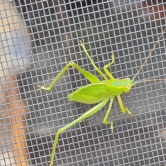 Caedicia simplex at Isaacs, ACT - 5 May 2022 02:30 PM