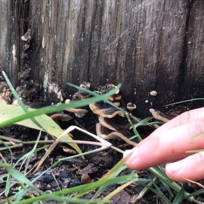 Unidentified Fungus at Pambula, NSW - 8 Apr 2022 by elizabethgleeson