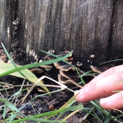 Unverified Fungus at Pambula, NSW - 8 Apr 2022 by elizabethgleeson