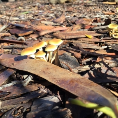 Unidentified Fungus at Pambula, NSW - 28 Apr 2022 by elizabethgleeson