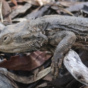 Pogona barbata at Aranda, ACT - 5 May 2022