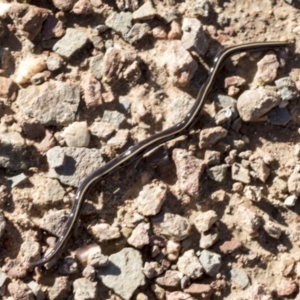 Caenoplana coerulea at Cook, ACT - 5 May 2022