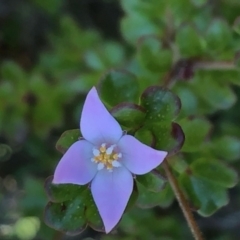 Boronia algida (Alpine Boronia) at Tennent, ACT - 5 May 2022 by nath_kay