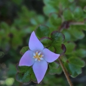 Boronia algida at Tennent, ACT - suppressed