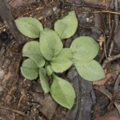 Pterostylidinae (greenhood alliance) (A Greenhood) at Aranda, ACT - 5 May 2022 by AlisonMilton