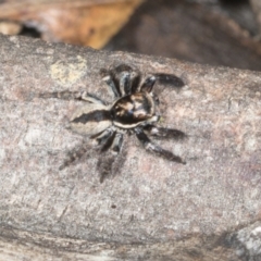 Jotus auripes (Jumping spider) at Aranda Bushland - 5 May 2022 by AlisonMilton