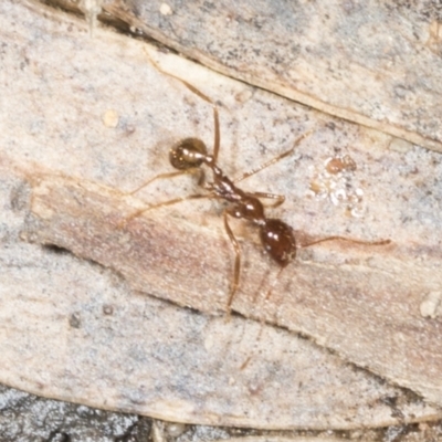 Aphaenogaster longiceps (Funnel ant) at Aranda Bushland - 5 May 2022 by AlisonMilton