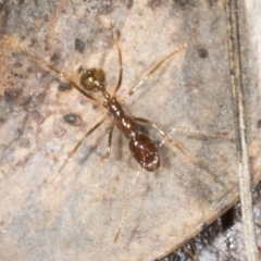 Aphaenogaster longiceps at Aranda, ACT - 5 May 2022 10:28 AM