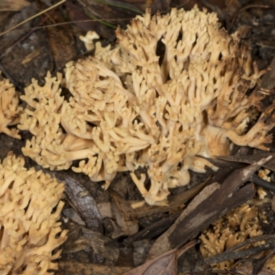 Ramaria sp. (A Coral fungus) at Aranda Bushland - 5 May 2022 by AlisonMilton