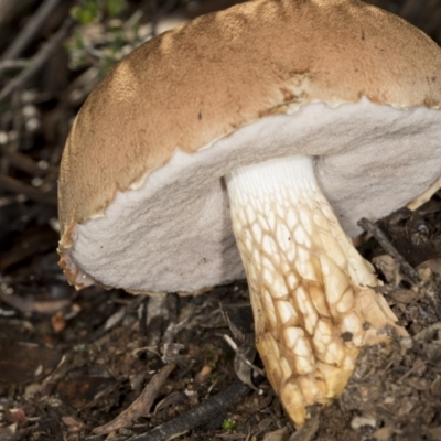 Austroboletus 'reticulate/lacunose stem' at Aranda, ACT - 5 May 2022 by AlisonMilton