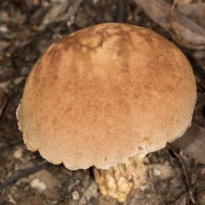 Austroboletus 'reticulate/lacunose stem' at Aranda, ACT - 5 May 2022