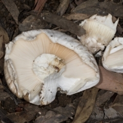 Unidentified Cap on a stem; gills below cap [mushrooms or mushroom-like] at Aranda, ACT - 5 May 2022 by AlisonMilton