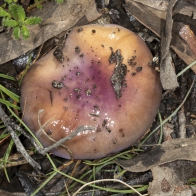 Unidentified Cap on a stem; gills below cap [mushrooms or mushroom-like] at Aranda, ACT - 5 May 2022 by AlisonMilton