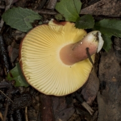 Russula sp. (Russula) at Aranda Bushland - 5 May 2022 by AlisonMilton