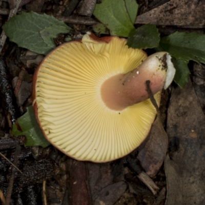 Russula sp. (Russula) at Aranda Bushland - 5 May 2022 by AlisonMilton