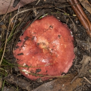 Russula sp. at Aranda, ACT - 5 May 2022