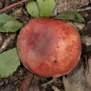 Russula sp. at Aranda, ACT - 5 May 2022