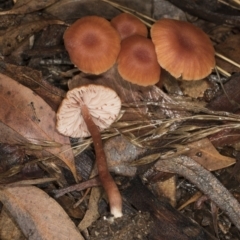 Laccaria sp. (Laccaria) at Aranda, ACT - 5 May 2022 by AlisonMilton