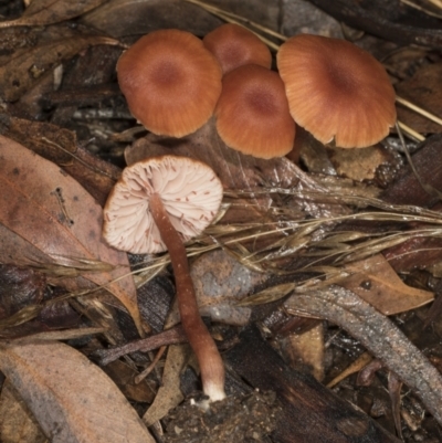 Laccaria sp. (Laccaria) at Aranda, ACT - 5 May 2022 by AlisonMilton