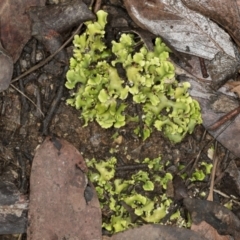 Cladia sp. (genus) at Aranda, ACT - 5 May 2022 by AlisonMilton