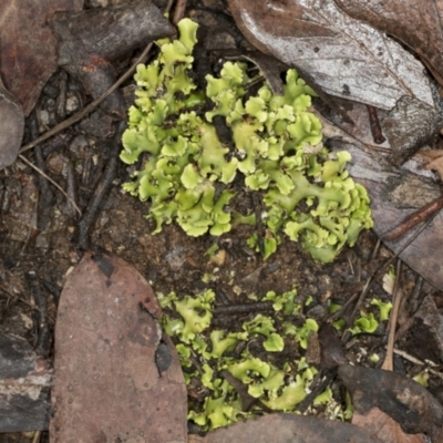 Cladia sp. (genus) at Aranda, ACT - 5 May 2022 by AlisonMilton