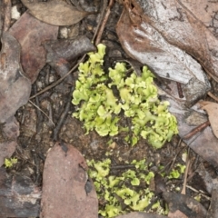 Cladia sp. (genus) at Aranda, ACT - 5 May 2022