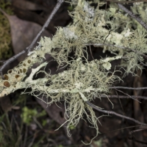 Usnea sp. (genus) at Aranda, ACT - 5 May 2022 10:49 AM