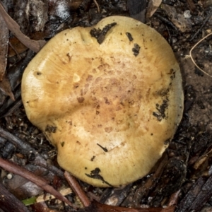 zz agaric (stem; gills not white/cream) at Aranda, ACT - 5 May 2022