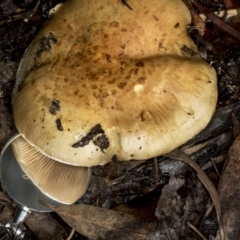 zz agaric (stem; gills not white/cream) at Aranda, ACT - 5 May 2022