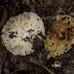 Russula sp. (genus) at Aranda, ACT - 5 May 2022