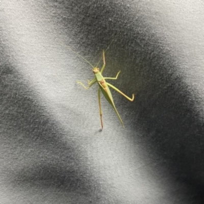 Unidentified Katydid (Tettigoniidae) at Lightning Ridge, NSW - 25 Apr 2022 by SimoneC